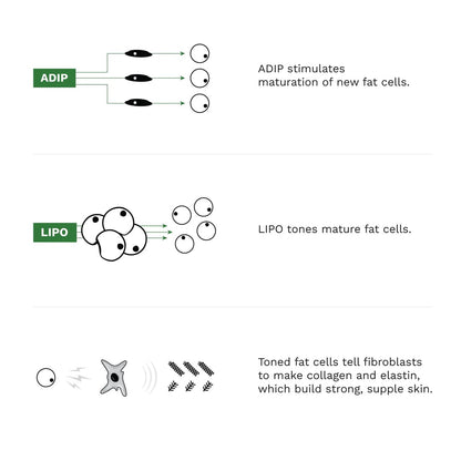 Adipeau Volume Cream - 60ml